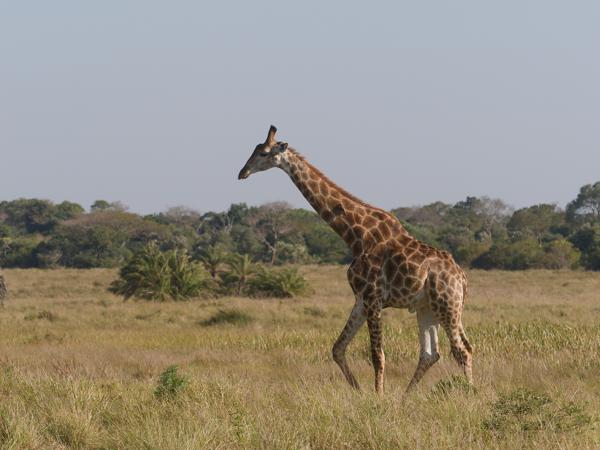 <h3><a href="/trips/safari/biota/animalia/chordata/mammalia/artiodactyla/giraffidae/giraffa camelopardalis/giraffa camelopardalis-en.html">Giraffa&nbsp;camelopardalis</a> / Giraffe / Giraffe</h3>OM-1 with M.40-150mm F2.8 + MC-14, 1/2000 sec at F5.0, ISO 400, distance 113&nbsp;m